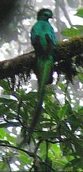 Aves de Guatemala