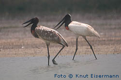 Jabiru