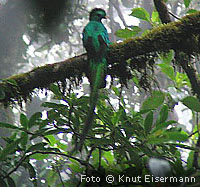 quetzal