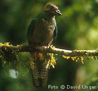 quetzal