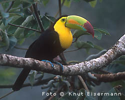 Tucan