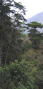 bosque de montaña